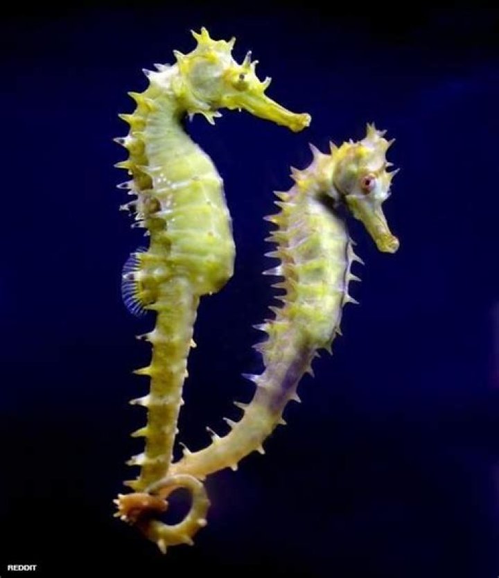 Do seahorses mate for life?