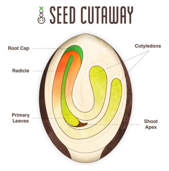 Do seeds have DNA?