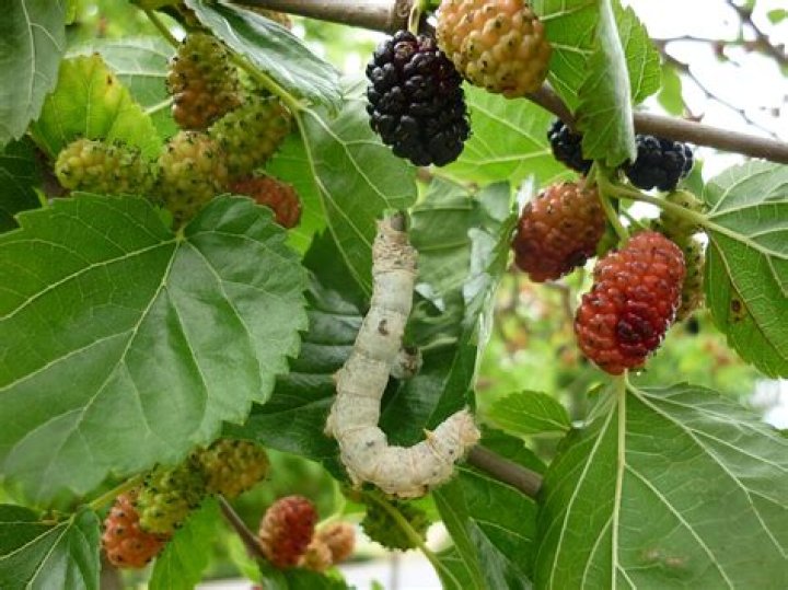 Do silkworms hurt trees?