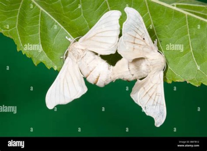 Do silkworms turn into moths?