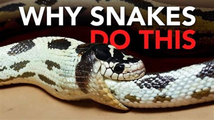 Do snakes eat their own babies?