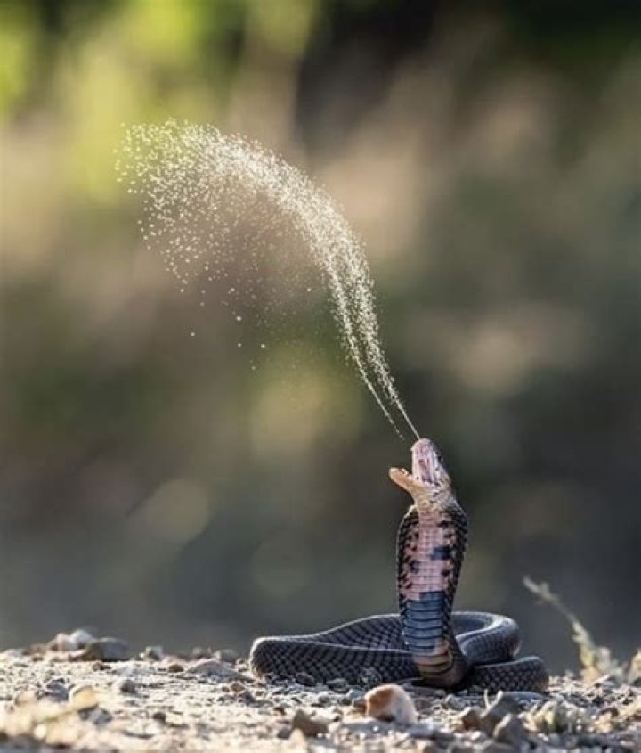Do snakes sneeze?