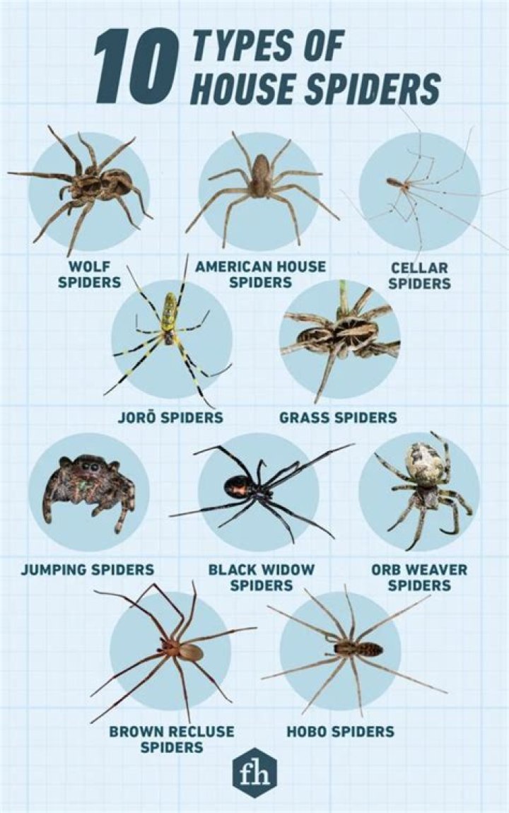 Do spiders prefer dark or light?