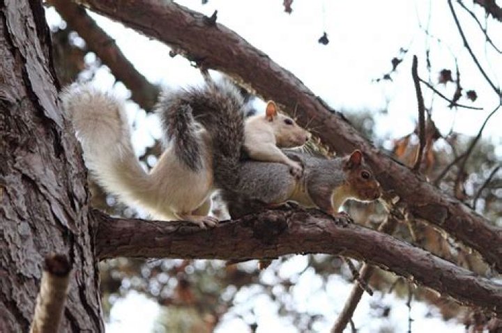 Do squirrels communicate with each other?