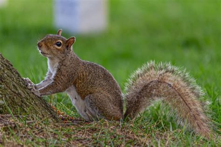 Do squirrels eat each other?