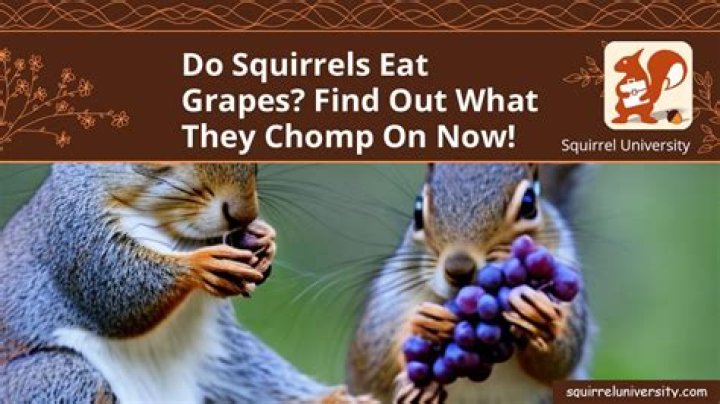 Do squirrels eat grapes?