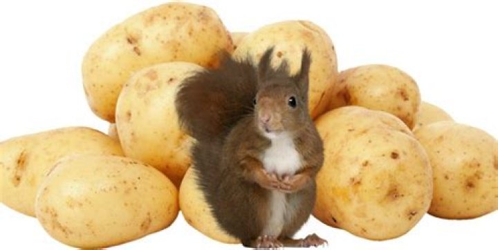 Do squirrels eat potatoes?