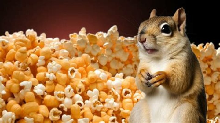 Do squirrels like popcorn?