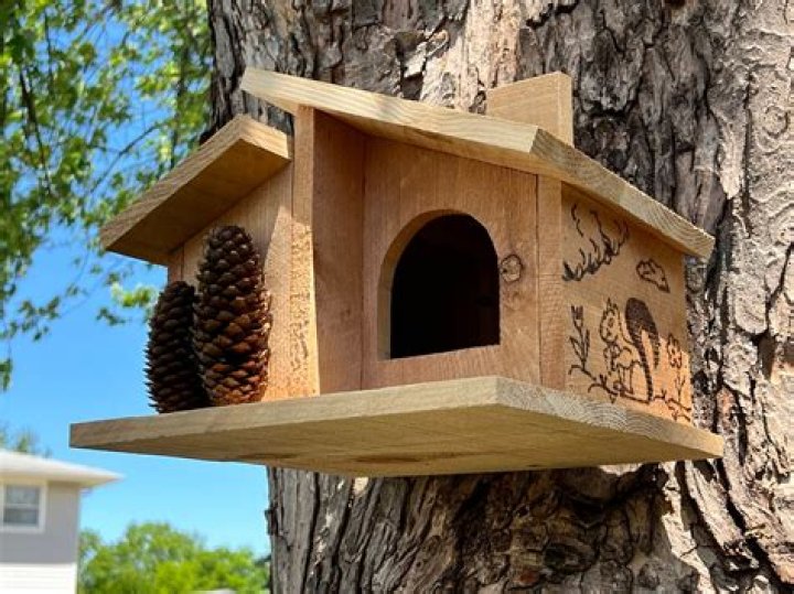 Do squirrels nest in bird boxes?