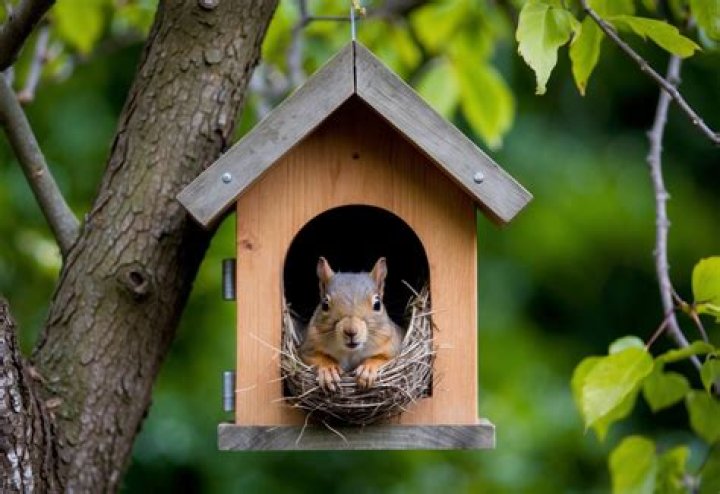 Do squirrels nest in houses?