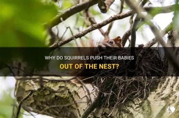 Do squirrels push babies out nest?