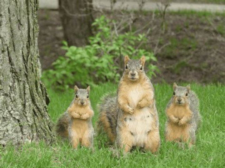Do squirrels stay together as a family?