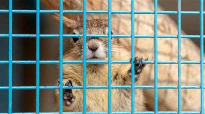 Do squirrels survive relocation?