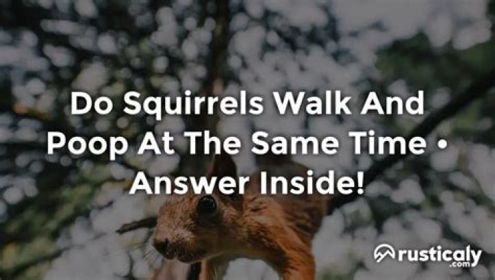 Do squirrels walk and poop at the same time?