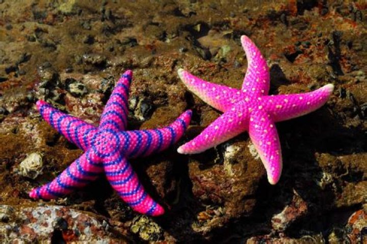 Do starfish eat sand dollars?
