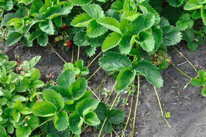 Do strawberry plants stop producing?