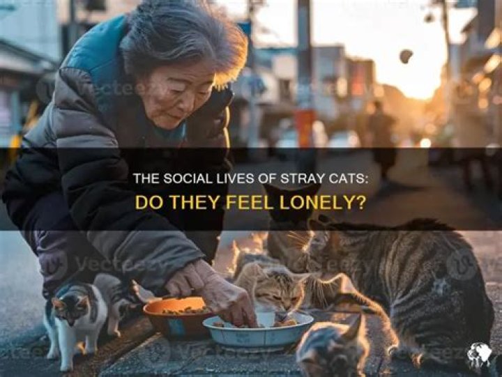 Do stray cats get lonely?