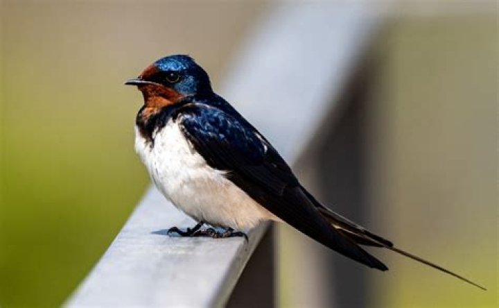 Do swallows always return home?