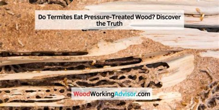 Do termites eat pressure treated wood?