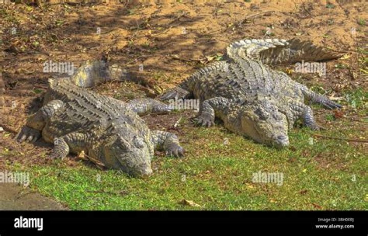 Do they have crocodiles in St Lucia?