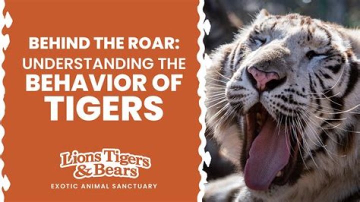 Do tigers have feelings?