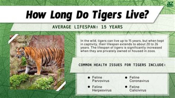Do tigers have good eye sight?