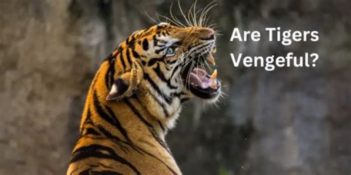 Do tigers take revenge?