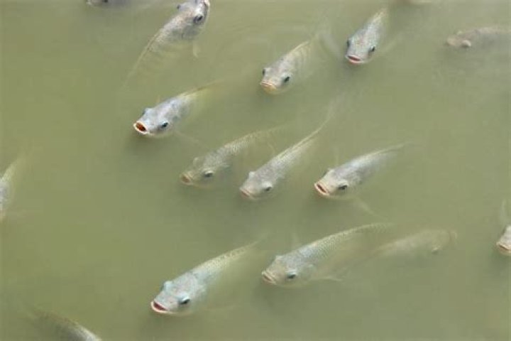 Do tilapia eat their babies?