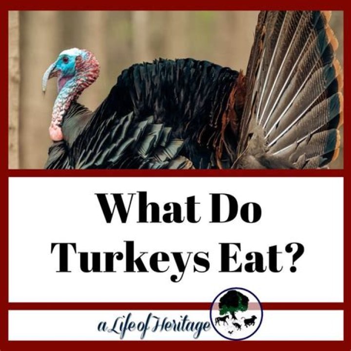 Do turkeys eat bees?