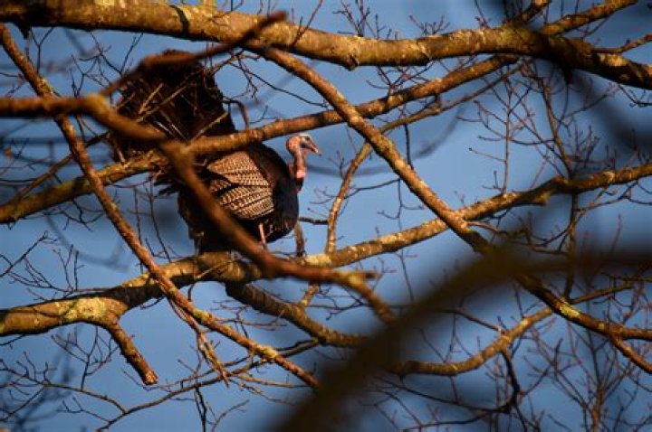 Do turkeys roost in the same tree every night?