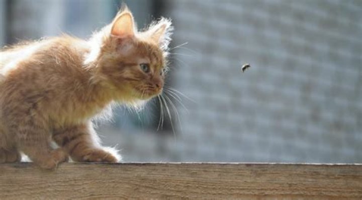Do wasps sting cats?