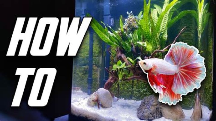 Do water changes stress betta?