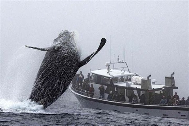 Do whales ever flip boats?