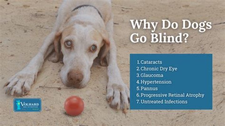Do white dogs go blind?