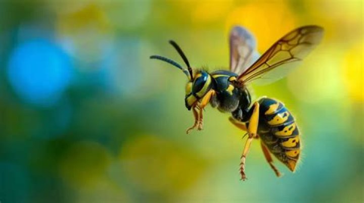 Do yellow jackets steal honey?