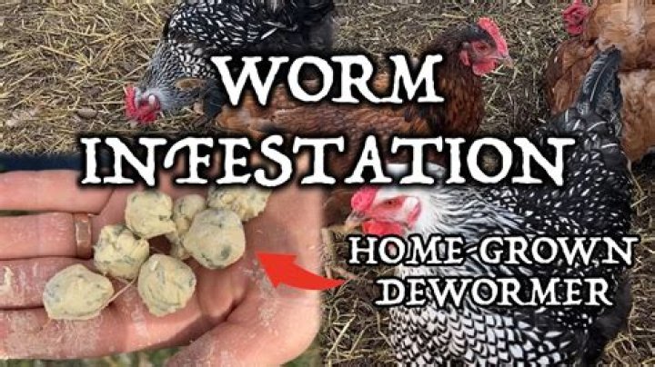 Do you have to deworm chickens?