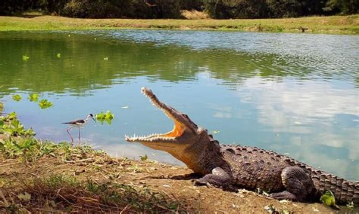 Do you have to worry about crocodiles in Costa Rica?
