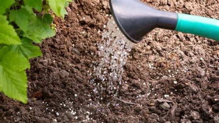 Do you need to water after fertilizing?