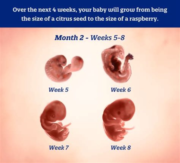 Does a 6-week-old baby know their mother?