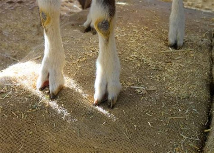 Does a cow have a split hoof?