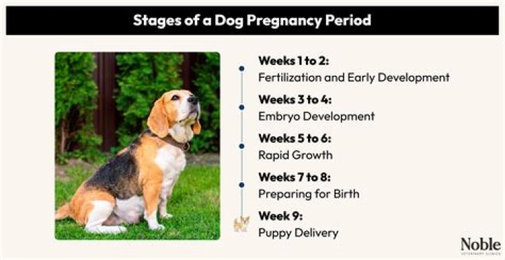Does a female dog get pregnant the first time she gets stuck?
