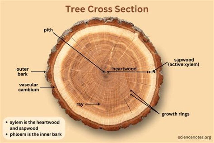 Does a tree have a heart?