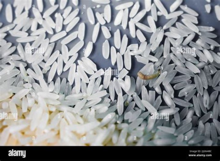 Does all rice have larvae?