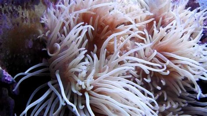 Does Anemone turn evil?