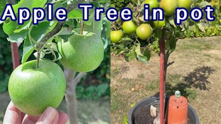 Does apple tree grow in Ireland?