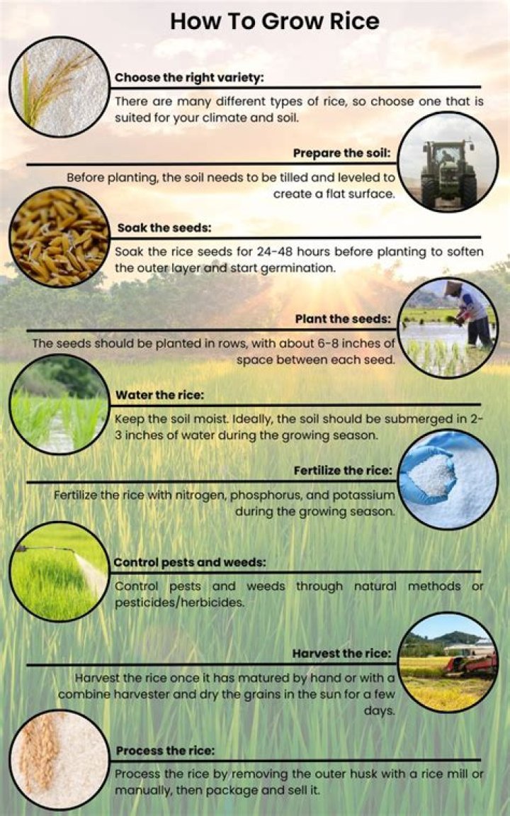 Does Arizona grow rice?