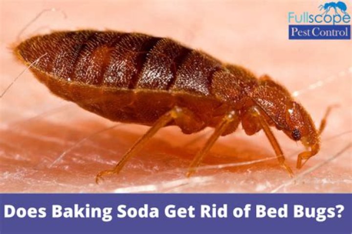Does baking soda get rid of bed bugs?
