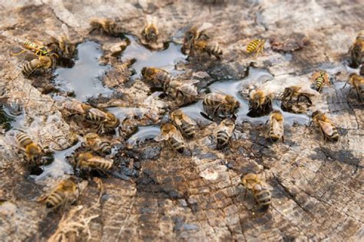 Does bees drink water?