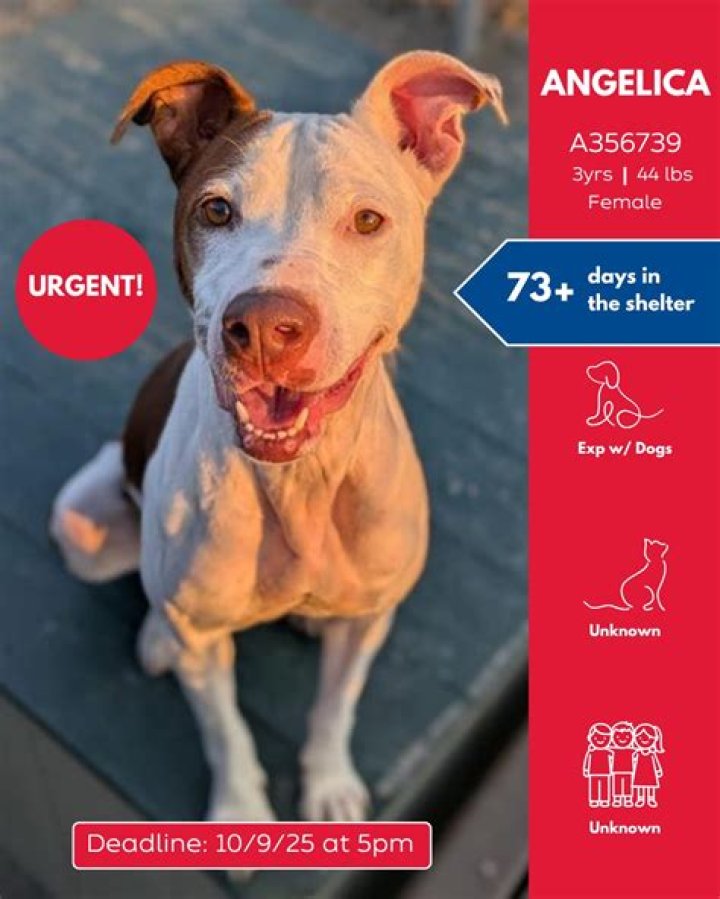 Does Bette adopt Angelica?