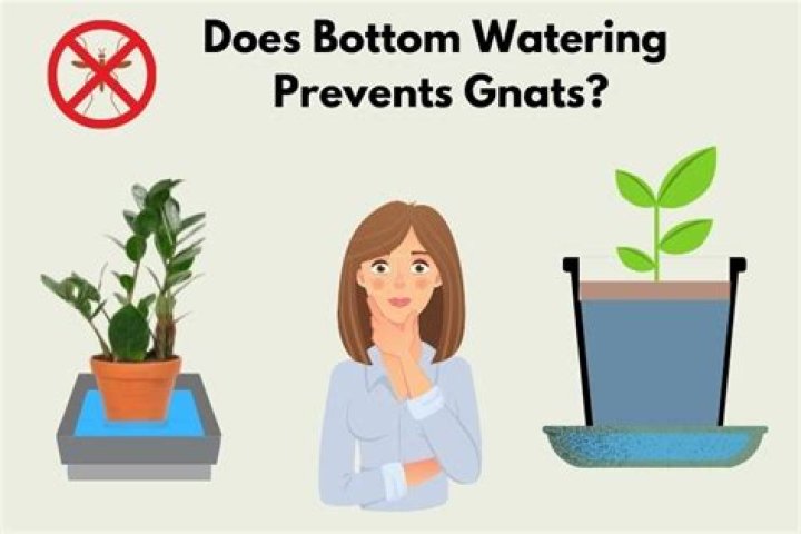 Does bottom watering prevent gnats?